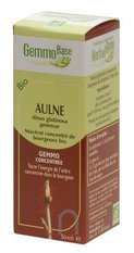 Aulne - Macérat de bourgeons Bio-30 - HERBALGEM