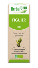 Figuier Macérat de bourgeon Bio - 50 ml - HERBALGEM