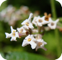 Elixir floral Andin Cedron 10 ml - DEVA